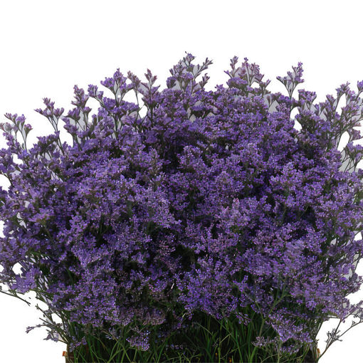 Limonium Dark Blue