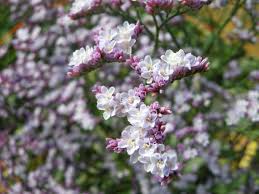 Limonium Lilac